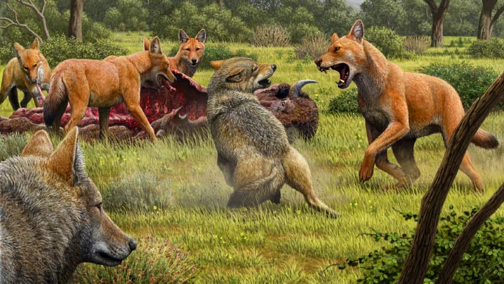 Terrible wolves split from living dogs 5.7 million years ago: a study |  Genetics and Paleontology