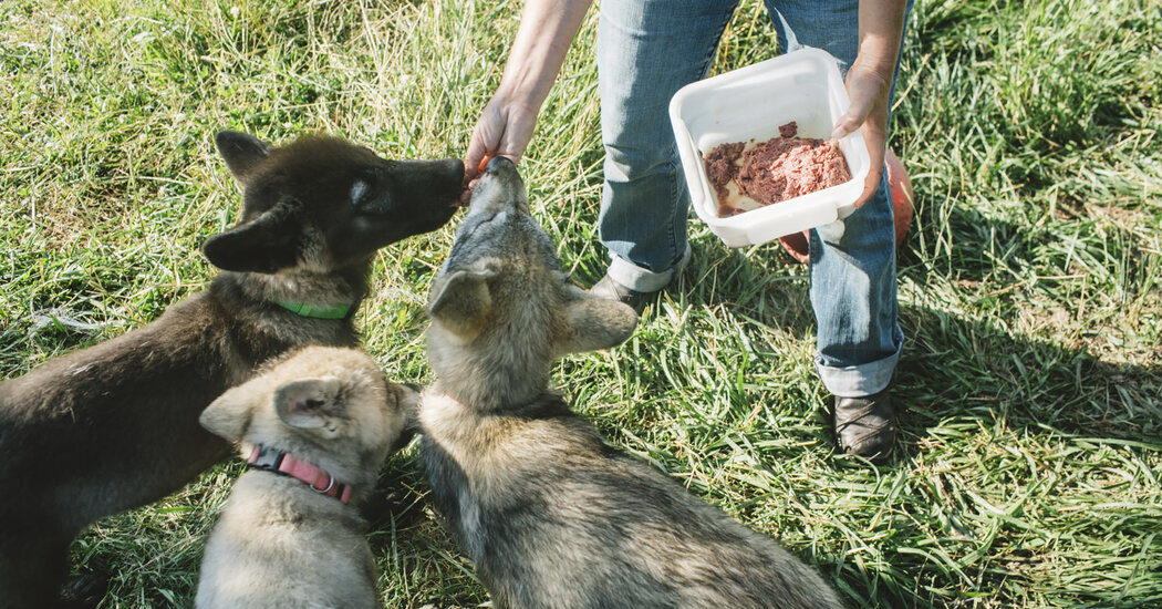 The path of food leftovers to the domestication of dogs