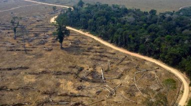 No Brasil, o desmatamento na Amazônia atingiu seu maior nível desde 2008