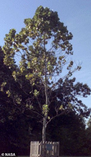 Sycamore Moon Tree em Goddard Facility da NASA em Maryland