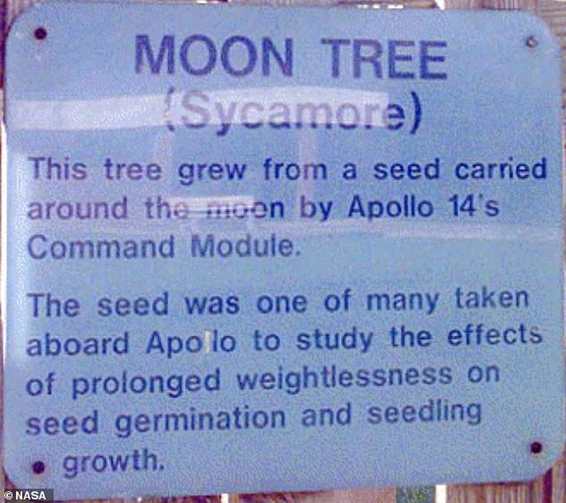 A NASA colocou as sementes aos cuidados do Serviço Florestal dos Estados Unidos, que as monitoraria até que brotassem - mas algumas não foram plantadas até anos depois da missão.
