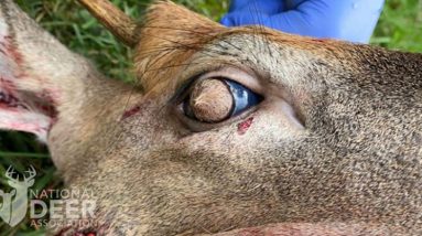 Veados são encontrados com olhos peludos no subúrbio do Tennessee