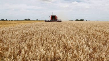 Agricultura.  Na Argentina, tanques gigantes de mudas são resistentes