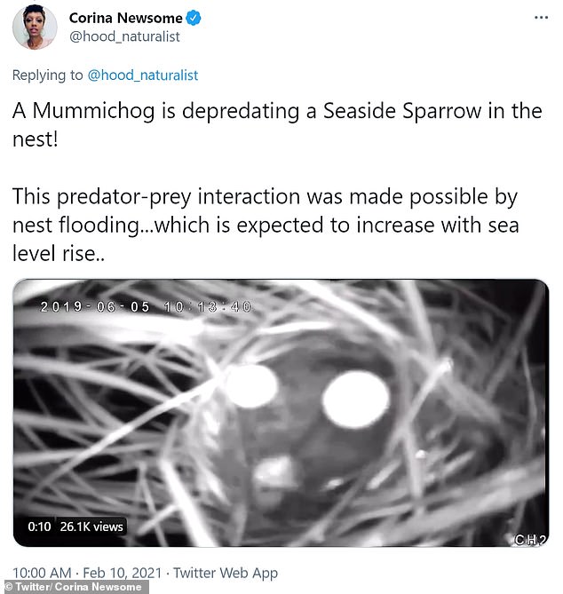 A ornitóloga Corinna Newsom compartilhou um vídeo de um pássaro costeiro McGillivray chocando, atacando e comendo por um mumechug, um peixe comum da Costa Leste.
