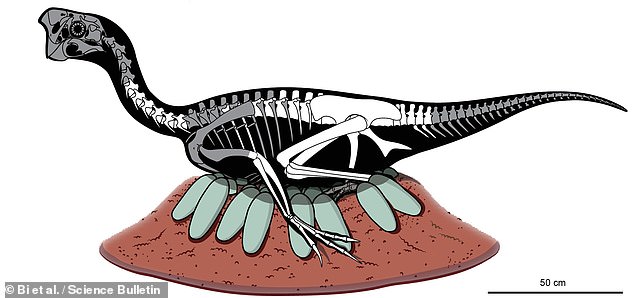 O desenvolvimento de embriões em estágio avançado permitiu aos paleontologistas descartar a possibilidade de um adulto morrer durante a postura de seus ovos.  Em vez disso, a descoberta indica que os oviraptorossauros incubaram seus ninhos como seus primos pássaros modernos - em vez de apenas guardá-los como o crocodilo fazia.  Na foto, um diagrama de corte de um esqueleto de oviraptorosaurus adulto (com ossos preservados em branco) incubando sua própria garra de ovo