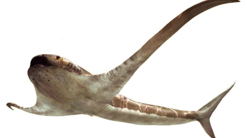 Aprenda sobre o "estranho" tubarão alado da era dos dinossauros