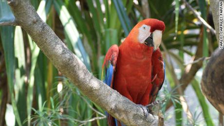 Um papagaio escarlate aparece na Amazônia boliviana.