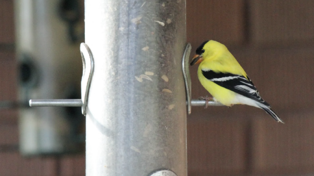 Have a bird feeder or bird bath? Here's why Utah biologists may want you to remove it, clean it