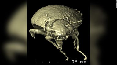 Espécies de besouro recém-descobertas em fezes fossilizadas