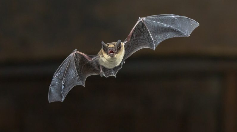 O Zoológico de Nebraska incentiva quase 200 visitantes a atirar contra a raiva após exposição a morcegos selvagens