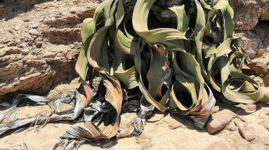 Uma planta que nunca morre revela seus segredos genéticos