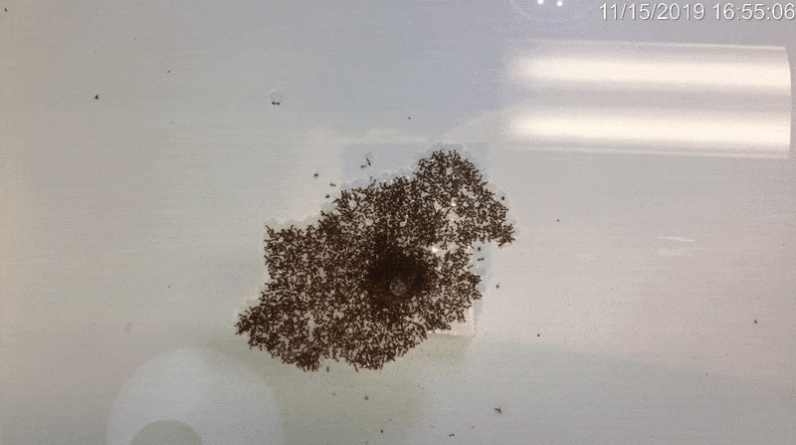 Veja milhares de formigas de fogo formarem 'esteiras transportadoras' para escapar das enchentes (vídeo)