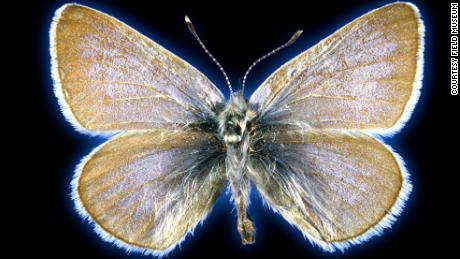 Este espécime de borboleta azul do Xerces tem 93 anos.