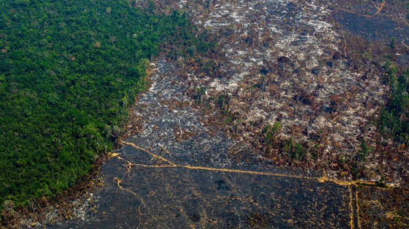 Crise ambiental – quando a Suíça participa do desmatamento global