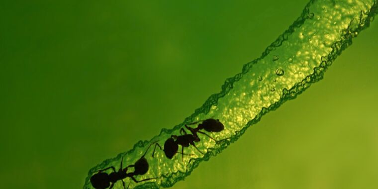 Estudo: as formigas criam túneis estáveis ​​em ninhos, assim como os humanos que brincam de jinga