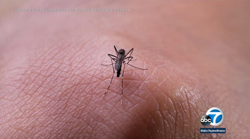 Mosquitos que picam no tornozelo se reproduzem no sul da Califórnia