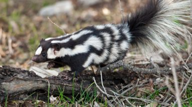 Diga Olá para Spotted Skunk Highlights, “Acrobats in the Skunk World”