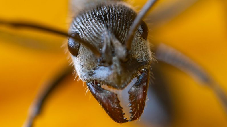 Cientistas revelam os segredos por trás dos superpoderosos dentes de formiga