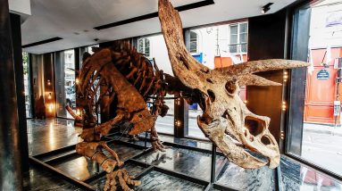 O maior esqueleto de triceratops do mundo pode render mais de US $ 1,4 milhão em leilão