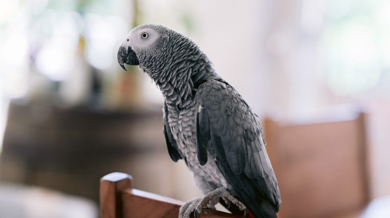 File photo of a grey parrot.
