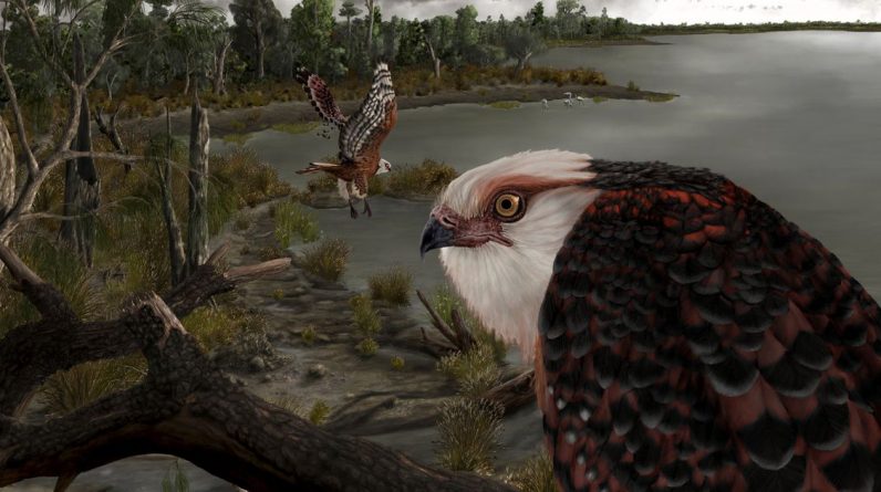 Um fóssil de águia assustador de 25 milhões de anos atrás encontrado em um estado incrível