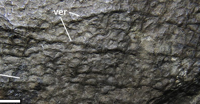 Este espécime de pele fossilizada de um dinossauro icônico revelou detalhes pontuais