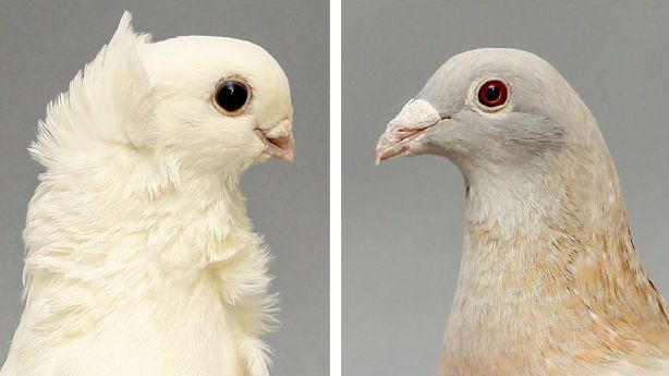 An image of an Old German Owl, left, and Racing Homer, right. The two domestic pigeon species were the the grandparents of over 100 pigeons researched in a study regarding why domestic pigeon beaks widely range in size.