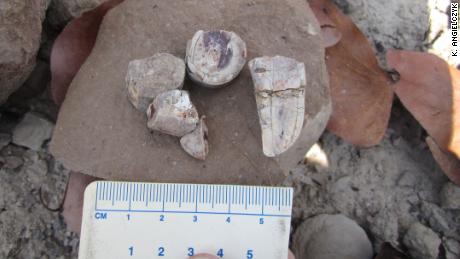 As equipes de campo encontraram fragmentos de presa isolados na Zâmbia em 2018.