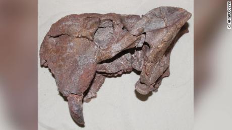 Este é o lado esquerdo do crânio de um dicinodonte Dolichuranus da Tanzânia.  A grande presa é mostrada na parte inferior esquerda da amostra.