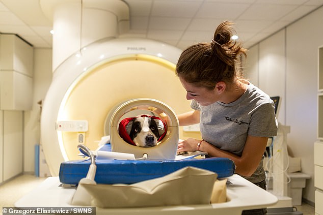 Tal como acontece com as varreduras de EEG, os testes foram realizados em animais acordados, cooperativos e irrestritos, embora os cães que participam de experimentos de fMRI tenham sido previamente treinados para permanecerem imóveis durante todo o tempo em que as varreduras