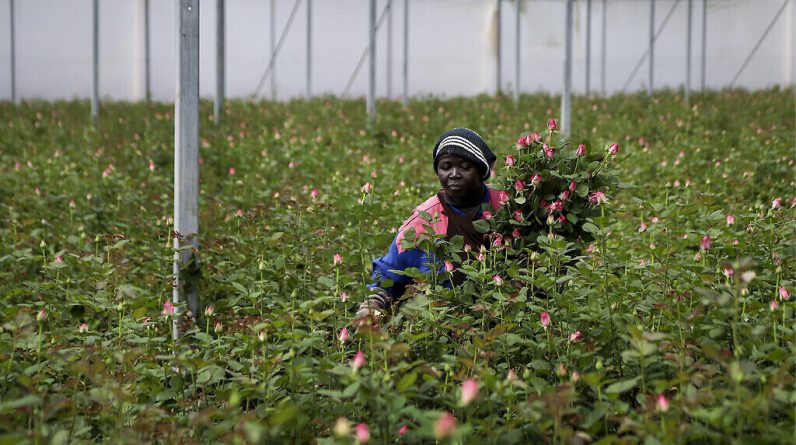Un ouvrier agricole coupe des roses à jeter en raison d'une baisse du marché pandémique à la ferme Maridadi Flowers à Naivasha, au Kenya, le 19 mars 2020. (Crédit : AP Photo/Patrick Ngugi)