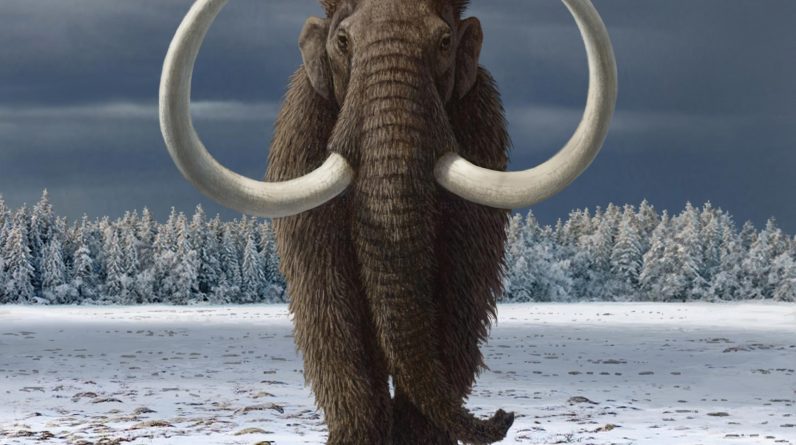 Os humanos desempenharam um papel importante na extinção do mamute lanoso