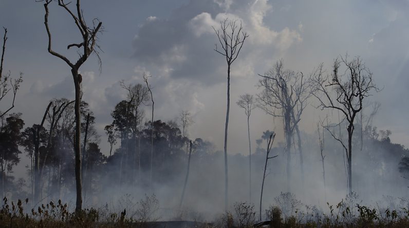 Desmatamento na Amazônia brasileira aumentou 22% em um ano
