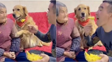 O adorável golden retriever “defende” a vovó do homem que rouba a fruta