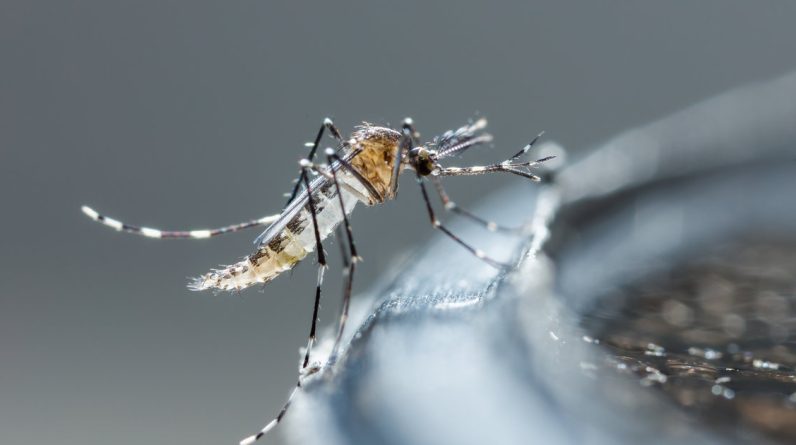 Ticino quer combater o mosquito tigre esterilizando machos