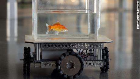 Cientistas ensinaram peixinhos dourados a dirigir - e eles são bons nisso
