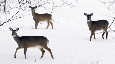 Versão Omicron do COVID-19 encontrada em veados de Nova York