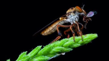A mosca bandida é um acrobata aerodinâmico que pode pegar sua presa em pleno voo