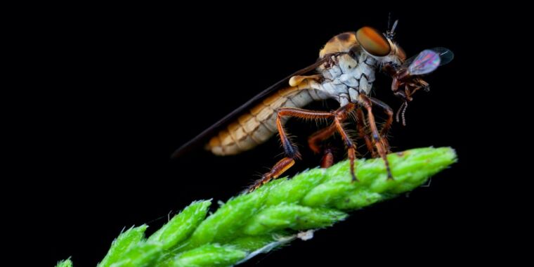 A mosca bandida é um acrobata aerodinâmico que pode pegar sua presa em pleno voo
