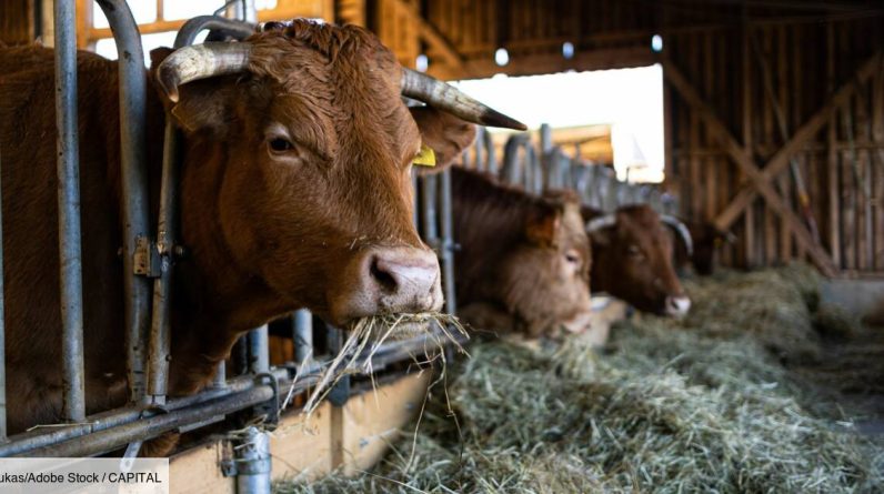 Um fazendeiro foi condenado a uma grande multa pelo cheiro e barulho de suas vacas