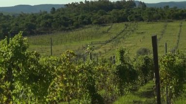 Um viticultor francês cultiva suas videiras sob o sol brasileiro