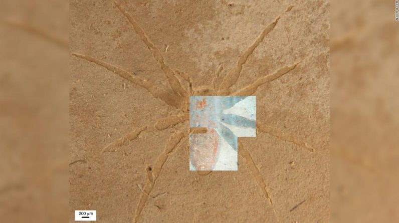 Cientistas revelam o segredo de como os fósseis de aranha se formam