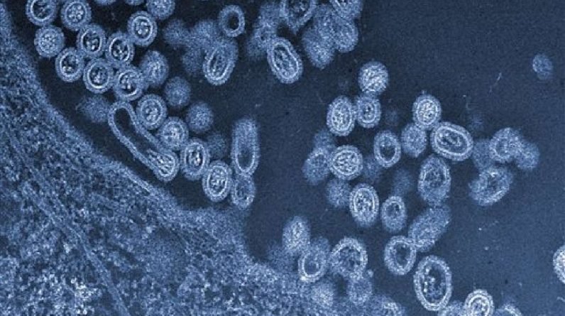 This undated handout image provided by Science and the University of Tokyo shows infectious particles of the avian H7N9 virus emerging from a cell. Another case of bird flu has been confirmed Thursday at a Logan zoo, officials said.