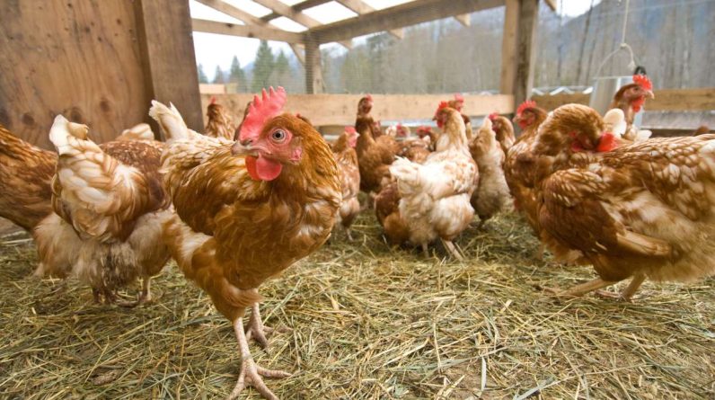 New bird flu cases were detected in a commercial chicken flock in Pennsylvania and a backyard flock in Utah, the U.S. Department of Agriculture said on Saturday, with the outbreak now having spread to more than 30 states in the country.