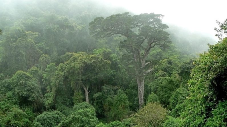 República Democrática do Congo: Governo suspende 12 contratos de extração ilegal de madeira