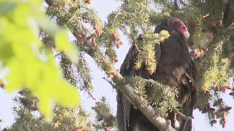 Um proprietário de Logan está preocupado com os perigos da gripe aviária depois de encontrar abutres mortos