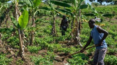 O Chamado para Pequenas Fazendas - Jeune Afrique