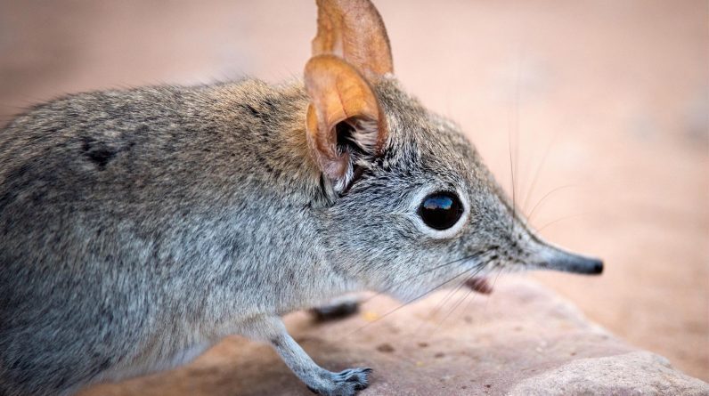 A maioria de nossas árvores evolutivas pode estar errada