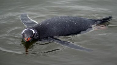 Pinguim Gentoo nadando