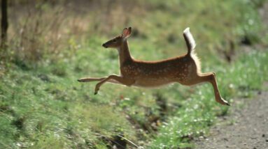 Foto de um cervo jovem pulando na beira da estrada.